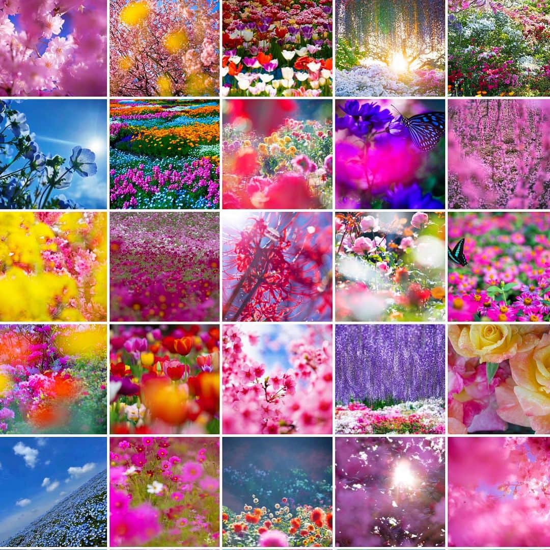 蜷川実花のインスタグラム：「教えてください❣️ 急ぎで今月中に素敵な花の写真いっぱい撮らなきゃいけなくなって、皆さんが知ってる今から月末までで綺麗な花咲いてる場所おしえてくださーい⭐️ あそこの彼岸花そろそろ満開です!とか，コスモスここ見頃始まりました、などなど。もう少しあとだと色々咲いてると思うんだけど，ダリアもちょい早，秋薔薇もまだって感じかなぁとおもうのですがもし良い情報あったらぜひ教えてくださいませ。 #mikaninagawaflowers」