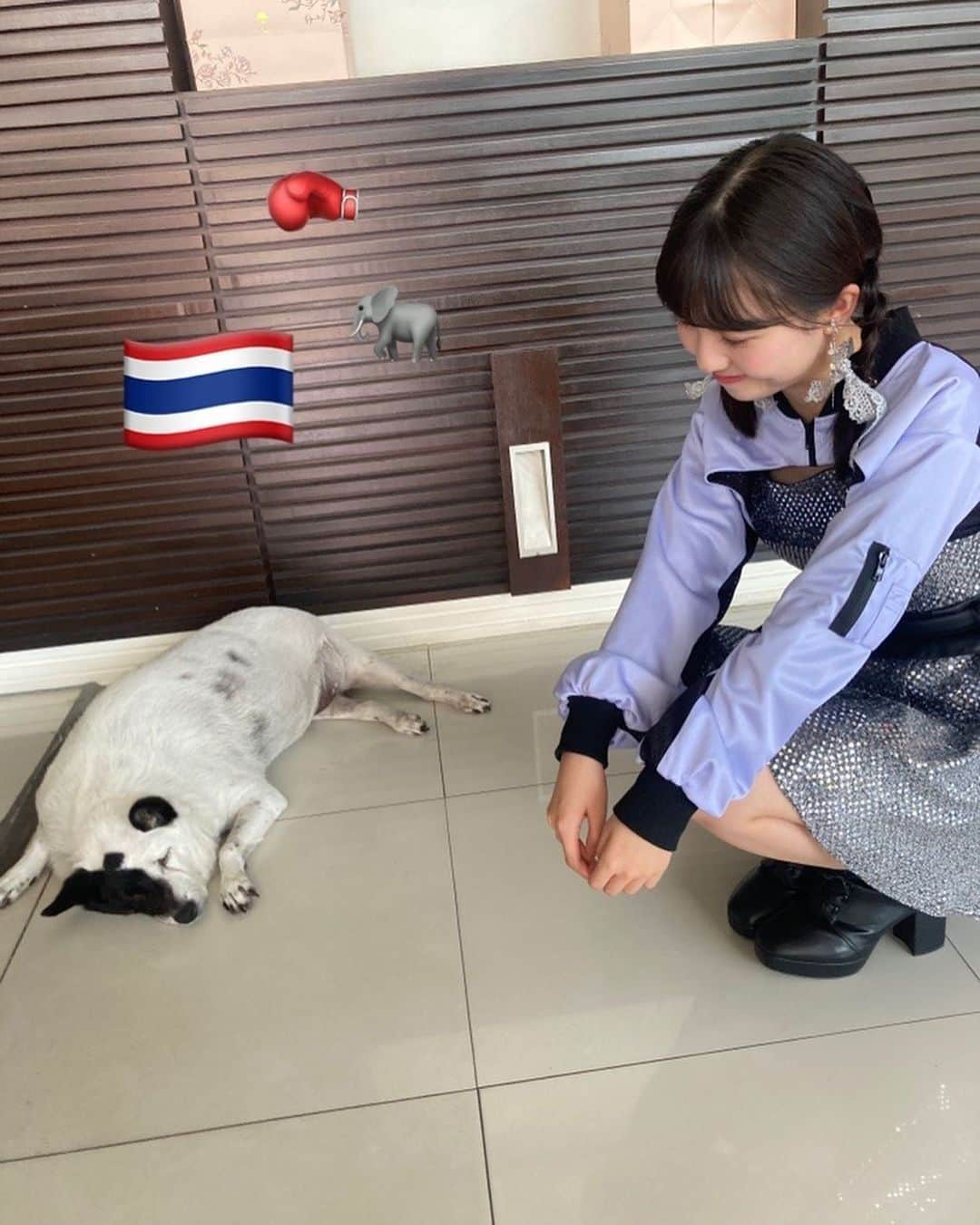 島倉りかさんのインスタグラム写真 - (島倉りかInstagram)「 ︎︎ 暑いよねー🐶💦  #Thailand#iconciam  #BEYOOOOONDS #🇹🇭 #溶け犬」9月23日 0時46分 - rika_shimakura.official