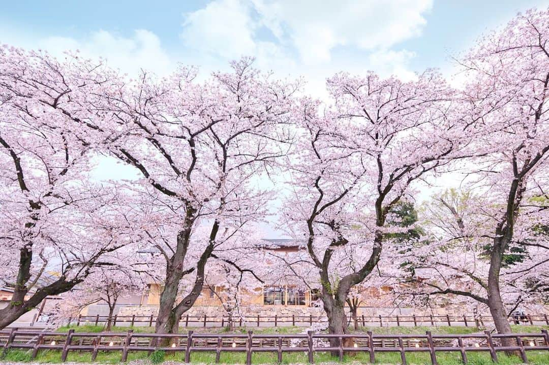 川越氷川神社のインスタグラム：「. 境内に在る氷川会館では来春の結婚式を受付中です。 窓一面に広がる誉桜(ほまれざくら)は絶景です。  #川越氷川神社  #氷川会館 #桜  #新河岸川 #神前式 #和婚 #結婚式 #神社婚 #埼玉 #川越 #kawagoe  #kawagoehikawashrine」