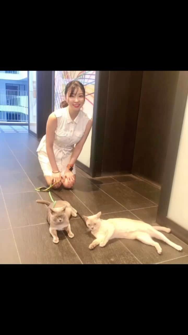 栄木明日香のインスタグラム：「ねこ🐱」