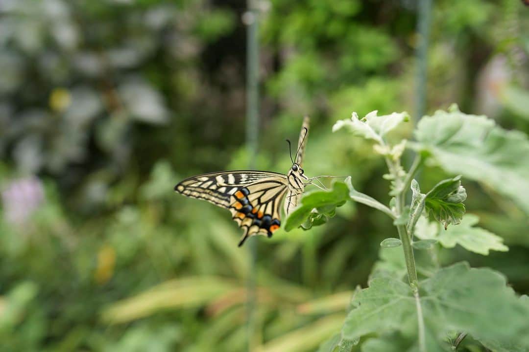 のインスタグラム：「良き🦋が撮れた😚」