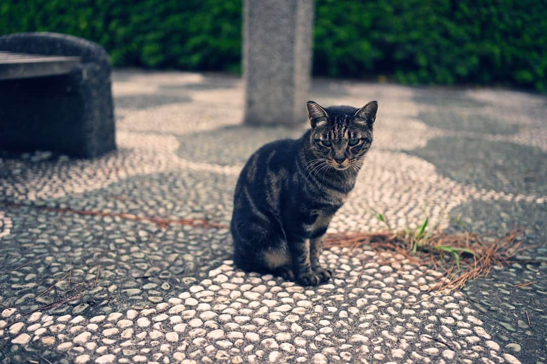 佐藤東弥さんのインスタグラム写真 - (佐藤東弥Instagram)「ロケハンで神奈川県へ 公園の片隅に先住者あり 礼を尽くして挨拶をした とてもフレンドリーな方で良かった」9月22日 15時54分 - touyasato