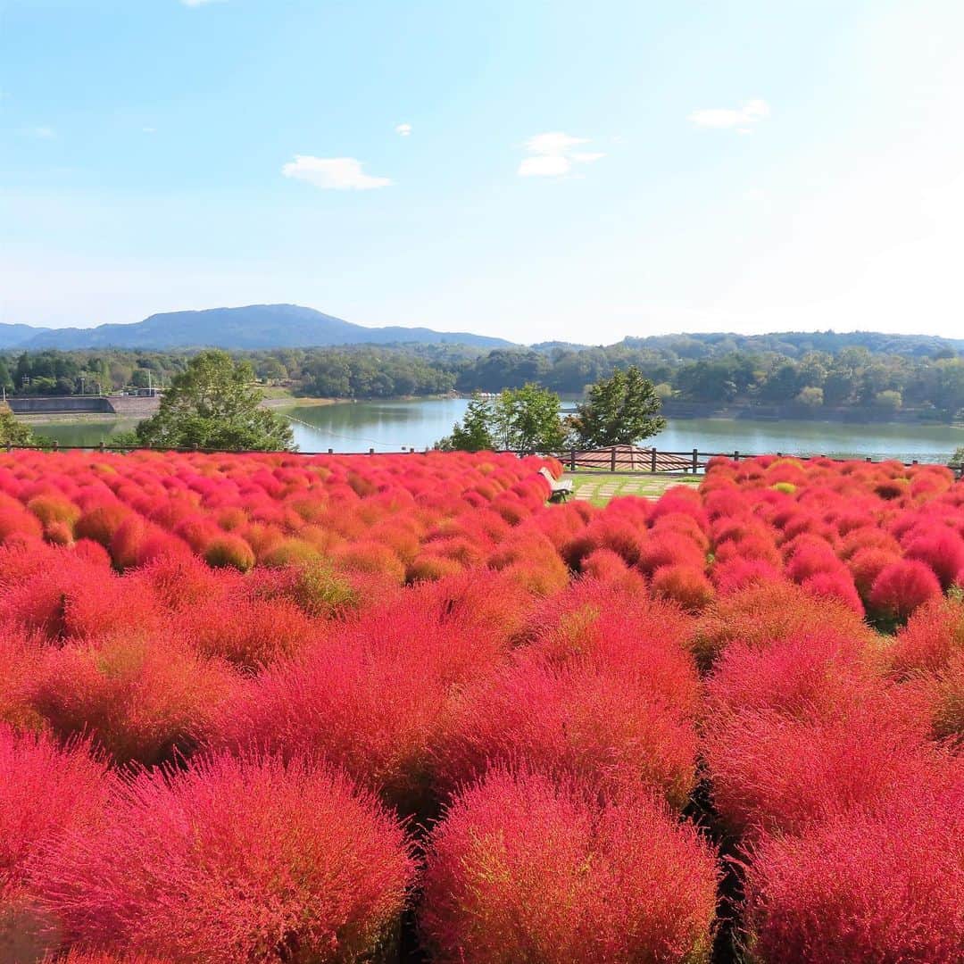 九州電力さんのインスタグラム写真 - (九州電力Instagram)「真っ赤なコキアにココロオドル🏵️🔍 . 大分県宇佐市と杵築市にまたがる「るるパーク」は、四季折々のお花や果物の収穫体験などが楽しめる農業公園です。 秋にはフラワーガーデンに植えられた約4000本のコキアが紅葉し、一面真っ赤に染まる美しい景色を楽しむことができます❤❤❤ . ----------------------------------------------- 📍るるパーク（大分農業文化公園） 住所：大分県杵築市山香町大字日指1-1 アクセス：大分市より車で約30分 入場料：無料 開園時間：9月～11月：9：30～17：00 ※入園は閉園時間の1時間前まで 定休日：毎週火曜日（10月は毎日開園） 駐車場：あり（無料） ----------------------------------------------- ※写真提供：るるパーク ※写真は過去に撮影されたものです。 ※最新情報は公式サイトをご確認ください。 . お届けする九州の風景が、皆さまの元気や癒しになれば幸いです☘️  #九州電力 #大分 #大分農業文化公園 #杵築市 #宇佐市 #るるパーク #コキア #ほうき草」9月22日 17時00分 - kyuden_official