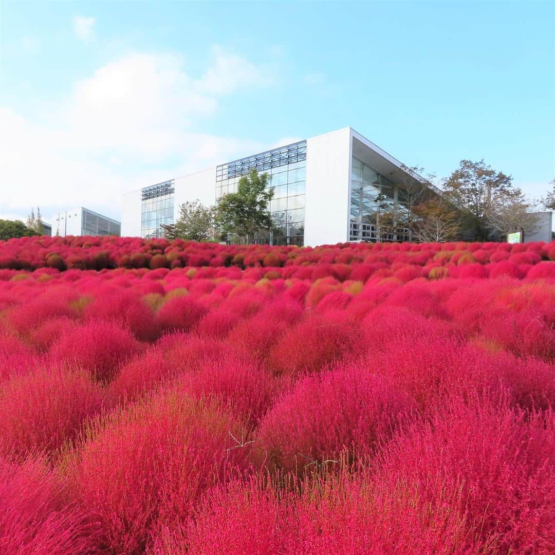 九州電力さんのインスタグラム写真 - (九州電力Instagram)「真っ赤なコキアにココロオドル🏵️🔍 . 大分県宇佐市と杵築市にまたがる「るるパーク」は、四季折々のお花や果物の収穫体験などが楽しめる農業公園です。 秋にはフラワーガーデンに植えられた約4000本のコキアが紅葉し、一面真っ赤に染まる美しい景色を楽しむことができます❤❤❤ . ----------------------------------------------- 📍るるパーク（大分農業文化公園） 住所：大分県杵築市山香町大字日指1-1 アクセス：大分市より車で約30分 入場料：無料 開園時間：9月～11月：9：30～17：00 ※入園は閉園時間の1時間前まで 定休日：毎週火曜日（10月は毎日開園） 駐車場：あり（無料） ----------------------------------------------- ※写真提供：るるパーク ※写真は過去に撮影されたものです。 ※最新情報は公式サイトをご確認ください。 . お届けする九州の風景が、皆さまの元気や癒しになれば幸いです☘️  #九州電力 #大分 #大分農業文化公園 #杵築市 #宇佐市 #るるパーク #コキア #ほうき草」9月22日 17時00分 - kyuden_official