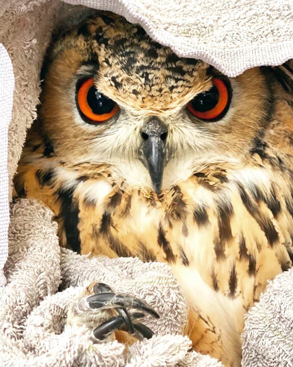 GEN3 Owlさんのインスタグラム写真 - (GEN3 OwlInstagram)「ガルーは8才になりました。また一つ、無事に年を重ねられた幸せを感じる日にしたいと思います。 @genz64 🎂 Garu is now 8 years old. Today I would like to spend the day feeling happy to be able to grow old with him.  #owl #owlgaru #フクロウ」9月22日 16時11分 - genz64