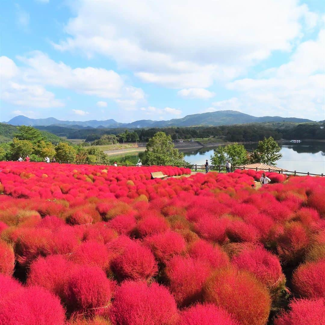 九州電力のインスタグラム：「真っ赤なコキアにココロオドル🏵️🔍 . 大分県宇佐市と杵築市にまたがる「るるパーク」は、四季折々のお花や果物の収穫体験などが楽しめる農業公園です。 秋にはフラワーガーデンに植えられた約4000本のコキアが紅葉し、一面真っ赤に染まる美しい景色を楽しむことができます❤❤❤ . ----------------------------------------------- 📍るるパーク（大分農業文化公園） 住所：大分県杵築市山香町大字日指1-1 アクセス：大分市より車で約30分 入場料：無料 開園時間：9月～11月：9：30～17：00 ※入園は閉園時間の1時間前まで 定休日：毎週火曜日（10月は毎日開園） 駐車場：あり（無料） ----------------------------------------------- ※写真提供：るるパーク ※写真は過去に撮影されたものです。 ※最新情報は公式サイトをご確認ください。 . お届けする九州の風景が、皆さまの元気や癒しになれば幸いです☘️  #九州電力 #大分 #大分農業文化公園 #杵築市 #宇佐市 #るるパーク #コキア #ほうき草」