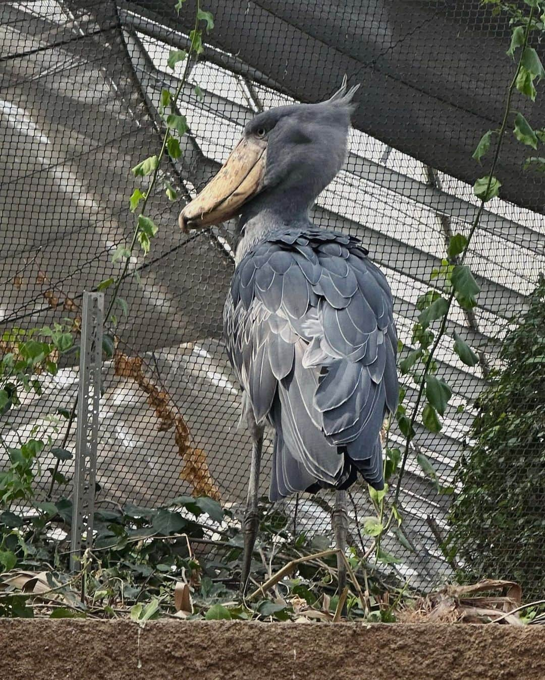 大澤実音穂のインスタグラム：「近い距離でいろんな生き物を見れて最高の場所でした…絶対また行きたい。かっこいいね、、元気でいてね、、🦉🦩🪵🦙🐿️🦜🌳  @kobe_animalkingdom」