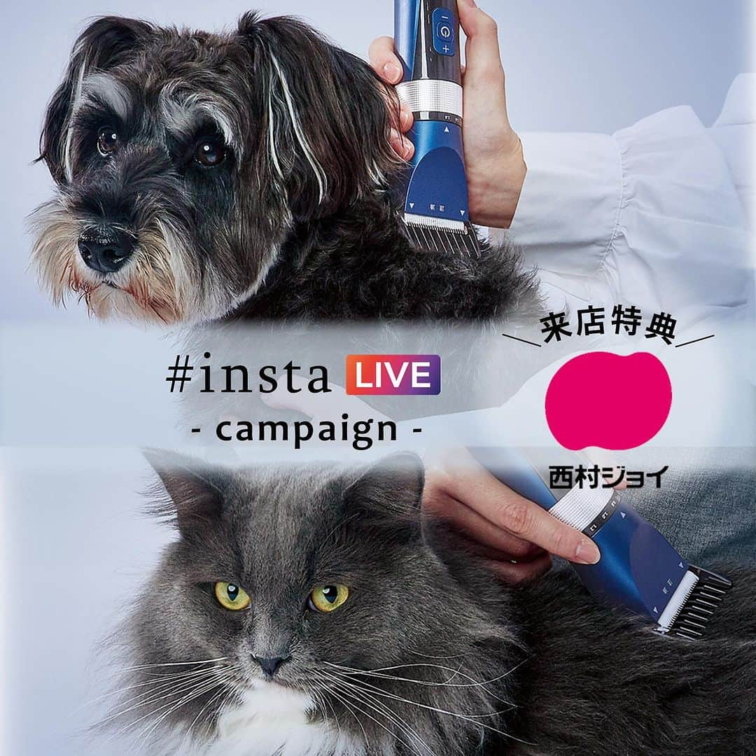 Petioさんのインスタグラム写真 - (PetioInstagram)「西村ジョイ×ペティオ  昨日も#insta LIVEありがとうございました！ ホームセンターの西村ジョイさん(@nishimurajoy_official )との合同LIVEいかがでしたか？  初めての試みで、コメントや質問など回答できなかった方、すみません。 何かあればこちらのコメント欄で教えていただけたら嬉しいです😌  LIVE中にお知らせさせて頂いたキャンペーンのお知らせです📢 ぜひチェックしてくださいね！  ◆ 特典① Self Trimmer プロフェッショナルバリカン をご購入の方に西村ジョイ各店先着2名様にスリッカーブラシをプレゼント🎁  ◆特典② ペティオと西村ジョイの公式Instagramアカウントを フォローしてくれた方にワンちゃん・ネコちゃんのおやつをプレゼント🍬 (西村ジョイ各店先着 ワンちゃん14名様🐶/ネコちゃん9名様🐱)  ◆対象店舗 ・西村ジョイ八木店 ・西村ジョイ下松店 ・西村ジョイ成合店 ・西村ジョイ屋島店 ・西村ジョイ丸亀店 ・西村ジョイ観音寺店 ・西村ジョイ志度店 ・西村ジョイ高瀬店 ・西村ジョイ琴平店  特典は数量限定で数に限りがあるので、 ご興味がある方、お家がお近くの方は お早めにお店にお立ち寄りください🐾  _____________  #お店に行くといいことあるかも  #来店イベント #来店プレゼント  #西村ジョイ #ペティオ  #いぬ #ねこ #お手入れ #おうちケア  #グルーミング #トリミング #バリカン」9月22日 17時08分 - petio_