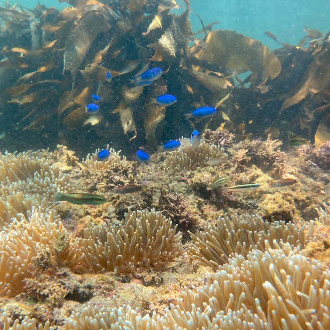 中島潮里のインスタグラム：「勝浦の海にはウミガメもカラフルな魚も おっきなイソギンチャクもいるって知っていましたか⁈ 地元の海でSUP&シュノーケル🤿して、 こんな綺麗な生き物達がいるのを見れるなんて 最高でした！！！ @malibu_point  . 守っていきたい美しい自然、、 どうか海に入るときには 海や珊瑚に優しい日焼け止めを選びましょう！ 海に入る場合はメイクはせずに！ . .  東京駅から特急びゅーわかしおで90分！🚇　 秋もまだまだSUPできます！ . . #千葉県勝浦市#勝浦市#勝浦市グルメ#勝浦市の魅力を伝えたい#勝浦中央海水浴場#malibupoint#マリブポイント#SUP#サップ体験#猛暑日がない勝浦#勝浦朝市#勝浦アクティビティ#海を守るために私たちが出来ること#海を感じるライフスタイル#かつうらいふ#勝浦市観光」