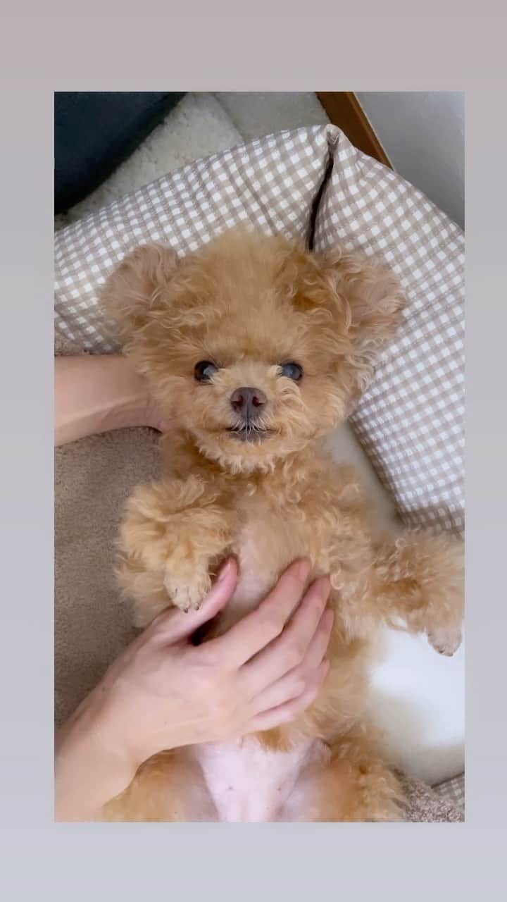 ふわのインスタグラム：「お掃除前は移動してもらいます。  #toypoodle#toypoodlegram#dogsofinstagram#instadog#doglover#doglife#cutedog#dog#fuwamama#ふわもこのふわ#ふわ#トイプードル#ふわもこ部#犬バカ部#親バカ部#犬のいる暮らし#いぬすたぐらむ」