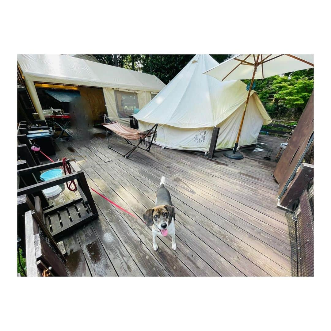 森田真以さんのインスタグラム写真 - (森田真以Instagram)「🏕️ お盆帰省のメインイベント 南阿蘇でイチローとグランピング👩‍👧🐶✨ キャンプサイトとグランピングサイトがあって 今回はミニドッグラン付きのグランピングサイトに宿泊 色々な道具を持って行ったけど、 ほとんどが揃っていたからとっても有難かったです🙏🏻 保護猫ちゃんが沢山いてすごく癒された〜🐈 ただ、狩猟犬の本能が騒いだのか イチローは猫ちゃんに反応しまくり！ いつの間にか柵を飛び越えていました🤣 BBQの煙が嫌だったみたいで避けて寝転んだし、 虫の声が気になったりでなかなか寝付けずソワソワ… いつもと違う環境でなかなか慣れなかったみたいだけど、 比較的お利口さんにしていました🥰 初めて同じ部屋で寝れて幸せでした〜♡ また行きたいな🏞️  @stay_happy_minamiaso   #南阿蘇  #南阿蘇村 #南阿蘇stayhappy #熊本 #グランピング #キャンプ #わんこのいる生活 #わんことお出かけ #犬の気持ち#犬好きな人と繋がりたい #ビーグル #犬 #愛犬 #アウトドア #dog #doginstagram #camping #glamping #bbq #dogstagram #kumamoto #drive #summer #instadog #beegle #instadaily #outdoors #🏕」9月22日 17時43分 - morita_mai