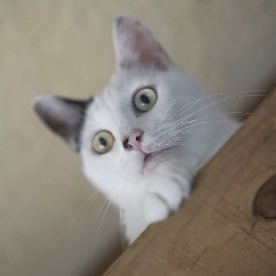 甲斐麻美さんのインスタグラム写真 - (甲斐麻美Instagram)「😳😳😳  イチは ドラマチックな顔をよくする  #20230922 #kaicoの好日 #元保護猫 #保護猫を家族に」9月22日 18時07分 - kaico_asami