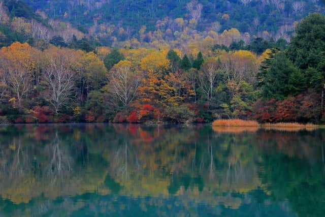 TOBU RAILWAY（東武鉄道）さんのインスタグラム写真 - (TOBU RAILWAY（東武鉄道）Instagram)「. . 📍Nikko – Autumn Leaves in Yunoko Lake See the beautiful autumn leaves scenery reflected in this mysterious lake . Yunoko Lake is located in Nikko City in Tochigi Prefecture. The best time to see the autumn leaves here every year is from early to mid-October, when the area is vividly colored in red, yellow, and brown.  When the autumn leaves come to Yunoko Lake, the scenery of fallen leaves in the mountains are reflected on the lake’s surface, covering the area with a mysterious space.  Just one look and you’ll feel the arrival of autumn! At Yunoko Lake, you can get an early feel for autumn in Japan, so be sure to visit!  . . . . Please comment "💛" if you impressed from this post. Also saving posts is very convenient when you look again :) . . #visituslater #stayinspired #nexttripdestination . . #nikko #yunoko  #leaveschangingcolor #recommend #japantrip #travelgram #tobujapantrip #unknownjapan #jp_gallery #visitjapan #japan_of_insta #art_of_japan #instatravel #japan #instagood #travel_japan #exoloretheworld #ig_japan #explorejapan #travelinjapan #beautifuldestinations #toburailway #japan_vacations」9月22日 18時00分 - tobu_japan_trip