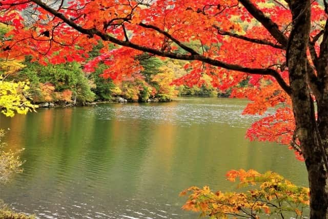 TOBU RAILWAY（東武鉄道）のインスタグラム：「. . 📍Nikko – Autumn Leaves in Yunoko Lake See the beautiful autumn leaves scenery reflected in this mysterious lake . Yunoko Lake is located in Nikko City in Tochigi Prefecture. The best time to see the autumn leaves here every year is from early to mid-October, when the area is vividly colored in red, yellow, and brown.  When the autumn leaves come to Yunoko Lake, the scenery of fallen leaves in the mountains are reflected on the lake’s surface, covering the area with a mysterious space.  Just one look and you’ll feel the arrival of autumn! At Yunoko Lake, you can get an early feel for autumn in Japan, so be sure to visit!  . . . . Please comment "💛" if you impressed from this post. Also saving posts is very convenient when you look again :) . . #visituslater #stayinspired #nexttripdestination . . #nikko #yunoko  #leaveschangingcolor #recommend #japantrip #travelgram #tobujapantrip #unknownjapan #jp_gallery #visitjapan #japan_of_insta #art_of_japan #instatravel #japan #instagood #travel_japan #exoloretheworld #ig_japan #explorejapan #travelinjapan #beautifuldestinations #toburailway #japan_vacations」