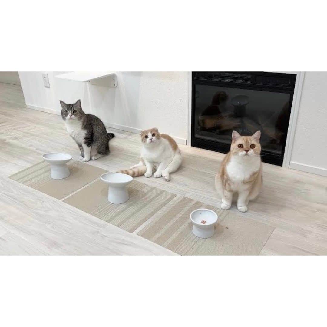もちまるさんのインスタグラム写真 - (もちまるInstagram)「お皿の前でごはんを待つ猫たち」9月22日 18時03分 - catmotimaru
