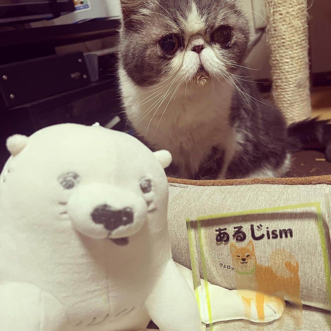 ムスカ(Muska)さんのインスタグラム写真 - (ムスカ(Muska)Instagram)「自分のベッドに帰って来たら『芦雪犬』がいてビックリ。「あるじism＝主らしさ」を見せられた。 🐈 昨夜のガラクタ整理で、猫、犬、妖怪、その他、いろんなものが出て来たから、昨夜は色々撮った📷  #ムスカ #エキゾチックショートヘア #ねこすたぐらむ #ふわもこ部 #にゃんすたぐらむ #ねこ部 #にゃんこ #ねこのいる生活 #ねこのきもち #猫写真 #猫大好き #ペコねこ部 #ねこバカ #愛猫 #냥스타그램 #귀여워 #猫咪 #catstagram #kitty #petstagram #instacat #meow #catoftheday #ilovemycat #catstagram_japan #instagramcats #cutepets #Kedi #cat_of_Instagram #katter」9月22日 19時15分 - exotic_toshi
