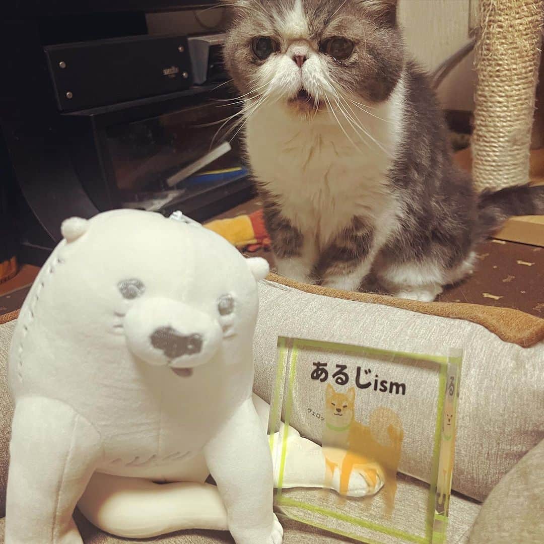 のインスタグラム：「自分のベッドに帰って来たら『芦雪犬』がいてビックリ。「あるじism＝主らしさ」を見せられた。 🐈 昨夜のガラクタ整理で、猫、犬、妖怪、その他、いろんなものが出て来たから、昨夜は色々撮った📷  #ムスカ #エキゾチックショートヘア #ねこすたぐらむ #ふわもこ部 #にゃんすたぐらむ #ねこ部 #にゃんこ #ねこのいる生活 #ねこのきもち #猫写真 #猫大好き #ペコねこ部 #ねこバカ #愛猫 #냥스타그램 #귀여워 #猫咪 #catstagram #kitty #petstagram #instacat #meow #catoftheday #ilovemycat #catstagram_japan #instagramcats #cutepets #Kedi #cat_of_Instagram #katter」