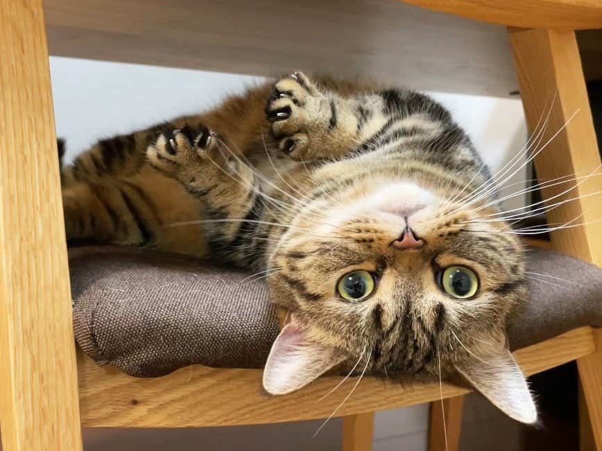 のインスタグラム：「メルにょーん😽🐾  #短足マンチカンのプリンとメル #マンチカン #茶トラ #キジトラ #短足 #短足マンチカン #子猫 #ねこ部 #cat #munchkincat #catstagram #ilovecat #ふわもこ部 #catloversclub #munchkinlovers #catsofinstagram #にゃんすたぐらむ #ねこのいる生活 #猫好きさんと繋がりたい」