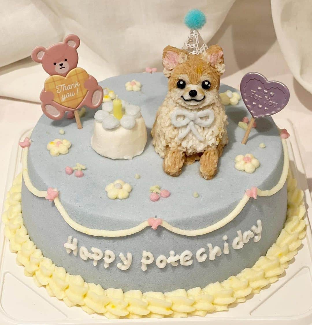あいりのインスタグラム：「９月19日は大好きなぽてたんの 8歳のお誕生日でした♡  今回はどこのケーキにしようと悩んでて インスタ見てたら可愛いケーキ屋さんを 見つけて　@uriko_cake  さんにお願いしました🫧  色味とかも相談乗ってくださったり 見た目がとにかくツボのケーキ屋さんでした🩵 ぽてたんもばくばく美味しそうに食べていて とっても嬉しかったなぁ☺︎🤍  8歳はもうシニア犬になるのかぁ、、と やっぱり少し寂しいけど たくさん思い出作ろうね🫶🏻と長生きしてね！と今年もお約束しました♡  #犬#愛犬#愛犬との暮らし#愛犬家#誕生日#誕生日ケーキ#dogcake#happybirthday#ケーキ#いぬのいる暮らし#いぬすたぐらむ」
