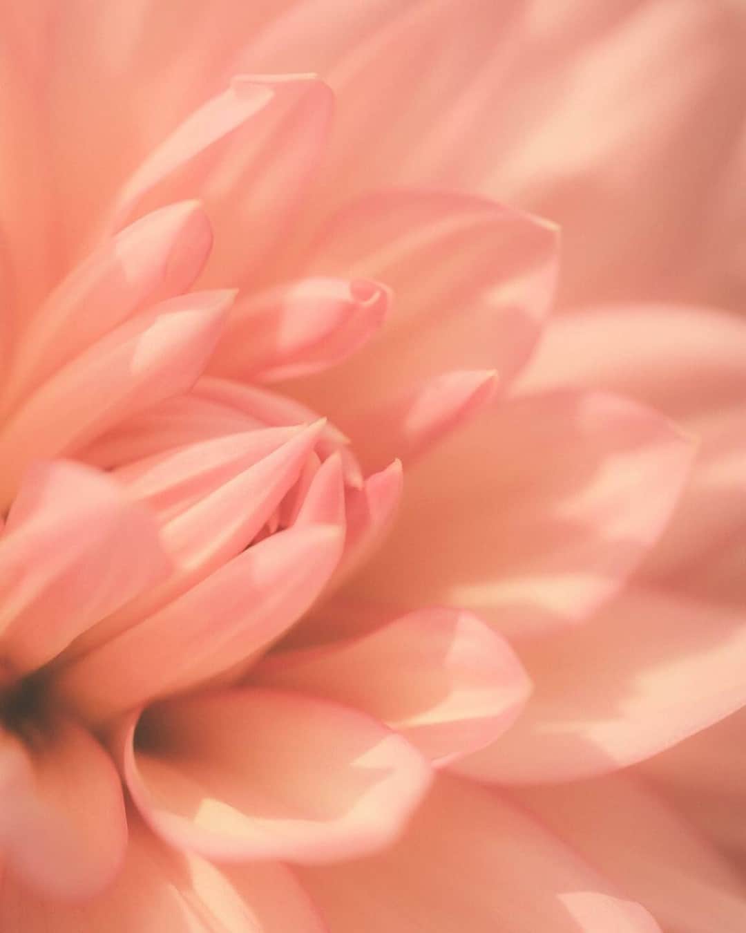 花の写真館のインスタグラム：「Photo by @fujikichi_camera. https://instagram.com/fujikichi_camera/ . Original Post[投稿いただいたURL] https://www.instagram.com/p/Cwy8OH7v4jN/ . 本アカウントは、 #私の花の写真 をつけてInstagramに投稿された皆さまの花の写真や、「花の写真館」Facebookページで投稿された花の写真を紹介します。 「花の写真館」Facebookページは、「 @floral.photograph 」のプロフィールにあるURLからご覧ください。 . ※各種法令、マナー、関係者の指示に従った撮影をお願いします。 *Please ensure that your photography adheres to all relevant laws, etiquette, and instructions issued by authorized persons. ※本アカウントは東京カメラ部がFacebook、Instagramのサービスを利用して運営しているもので、Meta社・Instagramとは一切関係ありません。 . #花の写真館 #floralphotograph #floralphoto #flower #flowers Follow: @floral.photograph」
