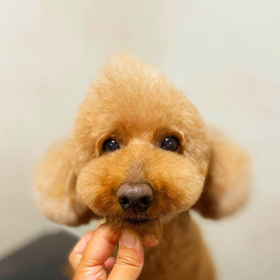 doghug (ドッグハグ) 豊洲本店のインスタグラム：「モヒカン頭がツンツンに仕上がりました🤩  #BLISS #bliss #豊洲 #勝どき #広尾 #仔犬 #子犬 #プードル #ふわもこ部 #ワンコなしでは生きていけません会 #犬バカ部 #もふもふ #トリマー #トリミングサロン #トリミング #グルーミング #トレーニング #クリニック #しつけ #トリマー募集中 #豊洲トリマー #広尾トリマー #東京トリマー求人  #渋谷トリマー募集中  #トイプードル #ティーカッププードル #テディベアカット ＃キノコカット #モヒカン #いぬすたぐらむ」