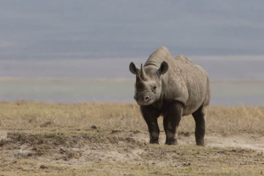 Kevin Richardson LionWhisperer のインスタグラム：「#HappyWorldRhinoDay  Today, we celebrate these incredible creatures who have roamed our planet for millennia with grace and power. Rhinos are a symbol of strength, resilience, and the beauty of our natural world.  But let’s not forget the harsh reality they face. The rhino poaching crisis is a tragic chapter in their story, driven by greed, ignorance, and corruption.  It’s disheartening to see some governments either participating in or simply not doing enough, to end this crisis. But in the face of adversity, there’s always hope!  Let’s use today as a reminder that we can be the change-makers. Together, we can raise awareness, support conservation efforts, and hold those responsible accountable.  Rhinos deserve a future where they thrive, not just survive and do so adorning their horns they were meant to have.  #WorldRhinoDay #SaveTheRhinos #ConservationHeroes」