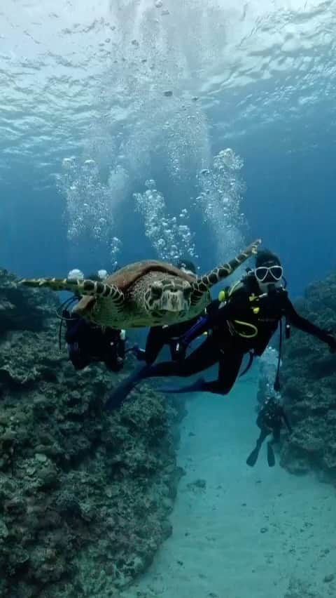 森田真以のインスタグラム：「🐠 ⛴️2023/5/4〜5/5✈️ 長い長い冬を超えて、アドバンス取得のためにGWも沖縄へ！ オープン取った時の極寒の海と違って、今回は全然寒くなかった☺️笑  セブ島でジンベイザメと泳いだシュノーケリングの時よりも、 ずーっも近くで海亀と泳げて感動🥺 人慣れしてるのか自らカメラに向かって泳いできてて可愛かった🐢♡ 初めてサメも見れました🦈 初めは怖かったけど大人しいサメでした！  コンパスで大苦戦したのもいい思い出🧭🤣 ここには書ききれないくらい色々あったなぁ笑 心強くて頼もしいバディーさん、 いつも一緒に潜ってくれてありがとう🫶🏻 これからも更なる高みを目指して頑張りましょう🔥笑  無事にアドバンス取得できました✌🏻㊗️ @safari_nao  @blue_seek  いつもありがとうございます🍀  #dive #diving #sea #ocean #okinawa #padi #gopro #bikini #underthesea #blue #ダイビング #スキューバダイビング #ダイビング女子 #ダイビング好きな人と繋がりたい #ゴープロ #沖縄 #沖縄旅行 #珊瑚 #海 #ビキニ #沖縄ダイビング #ゴリラチョップ #離島 #瀬底島 #黒島 #🦈 #🐢 #👙 #🐠 #🤿」