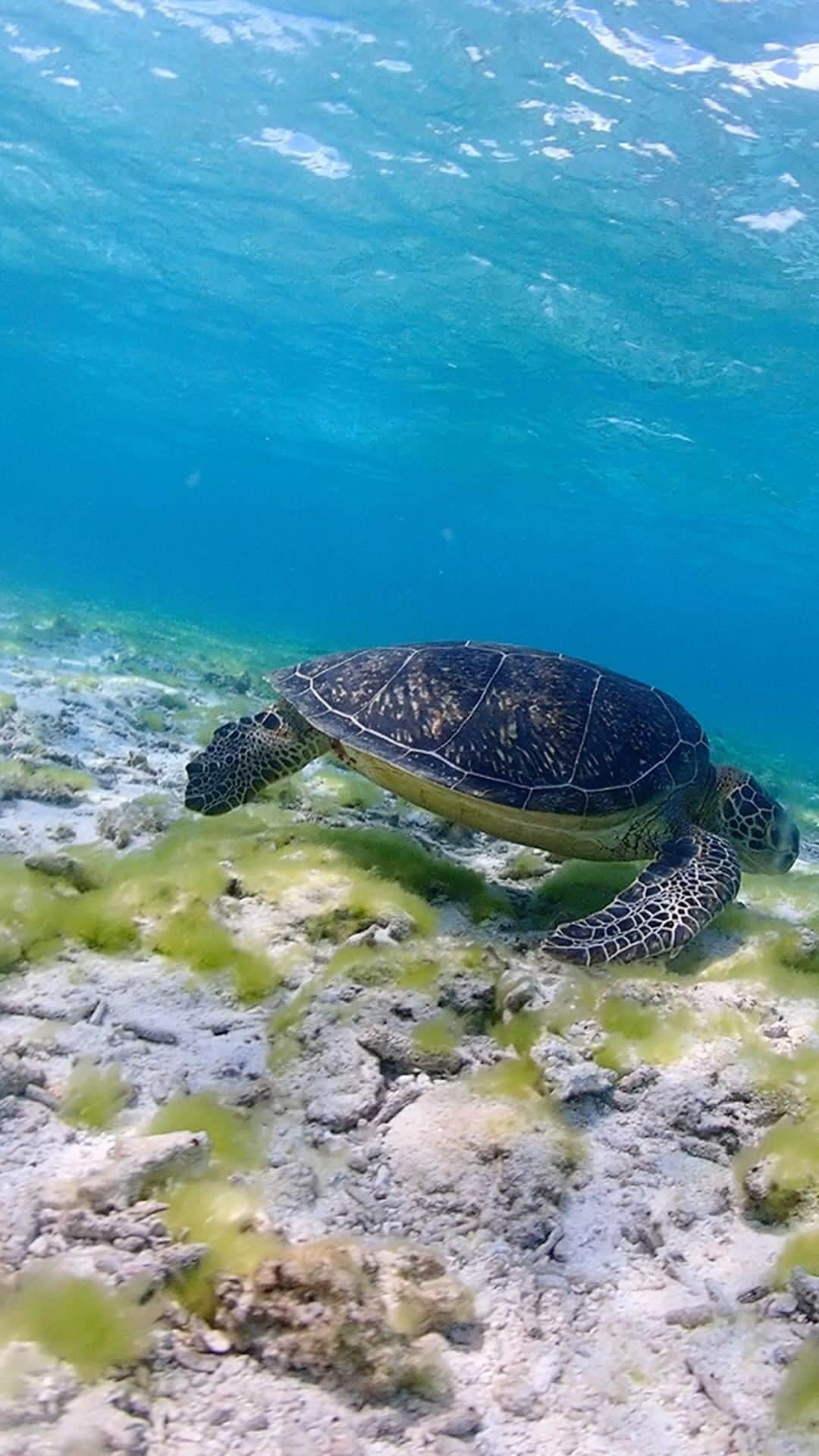 常盤よしこのインスタグラム：「ウミガメさんが可愛いすぎる❤️ はむはむ食事中🐢🐢  #宮古島#宮古島旅行#宮古島シュノーケリング#宮古島体験ダイビング#宮古ブルー#来てよかった#ブルーフォレスト宮古島」