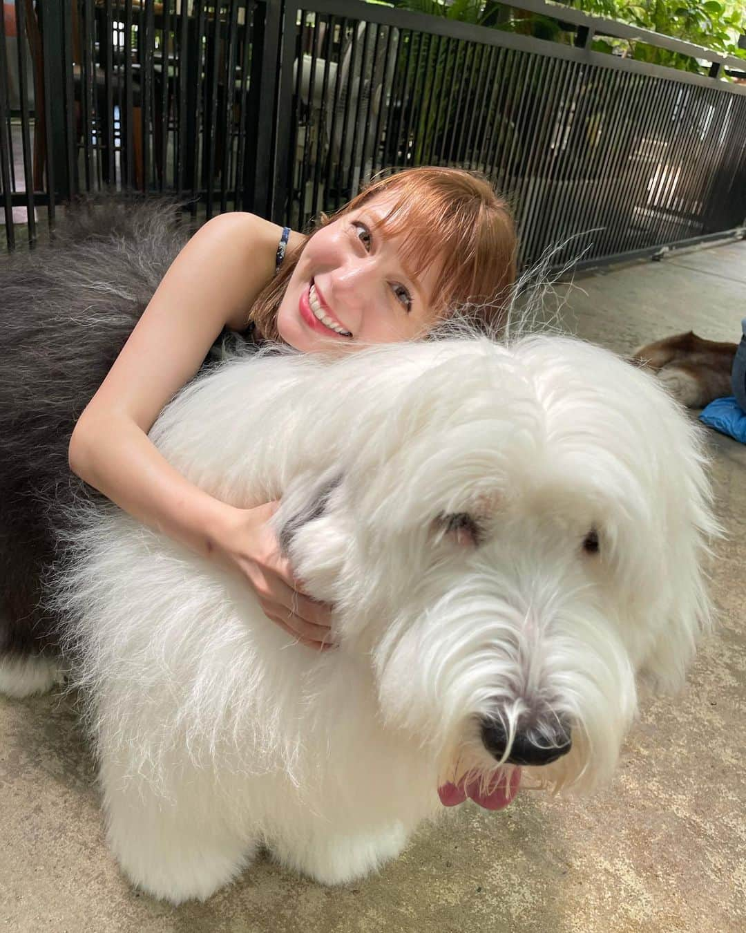 アシュリー千帆のインスタグラム：「.  意外と暴れん坊だったデカモフくん🐶笑  可愛かったしもふもふが素肌に触れるのが とても気持ちよかったです🥹💕  犬の種類の名前は分からぬ  .」