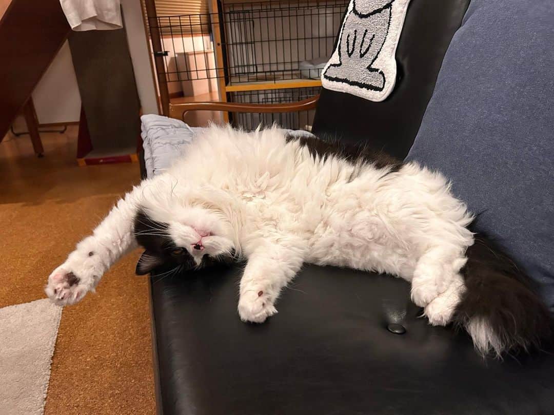 のインスタグラム：「家に着いたらソファはこの状態！ 座りたかったのに！ #兆猛」