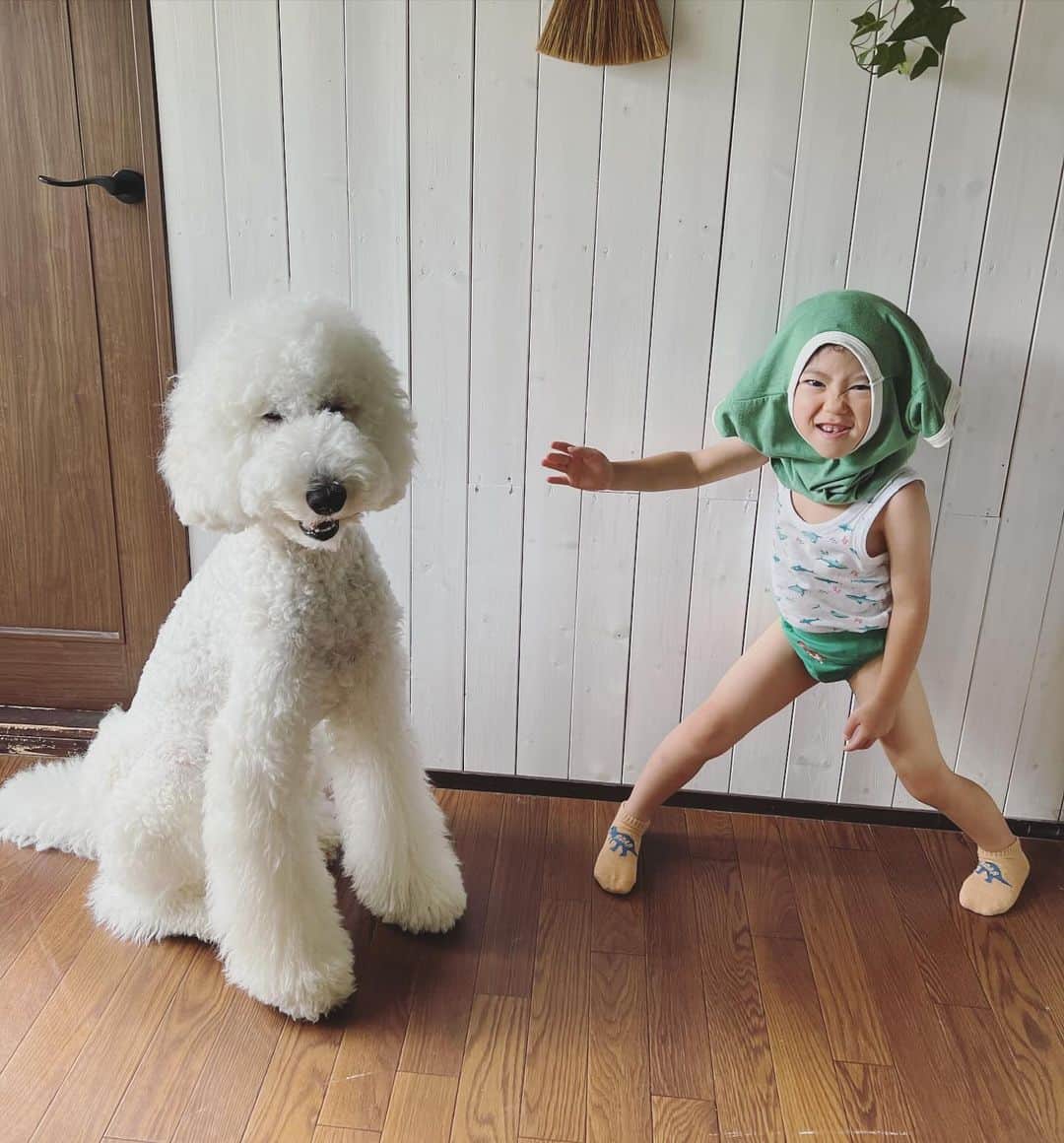 のインスタグラム：「. . みんなにも わたしの元気回復の写真のお裾分け！  ある日、むーむがみてみてーって🤣  Tシャツとパンツがグリーンコーデになってて大笑い🩲  可愛い孫です。  #standardpoodle #スタンダードプードル #poodle #大型犬 #犬と暮らす #いぬなしでは生きていけません  #同胎犬 #フランソワ王国出身 #大型犬との暮らし #孫 #グリーンコーデ #ひょうきんもの」