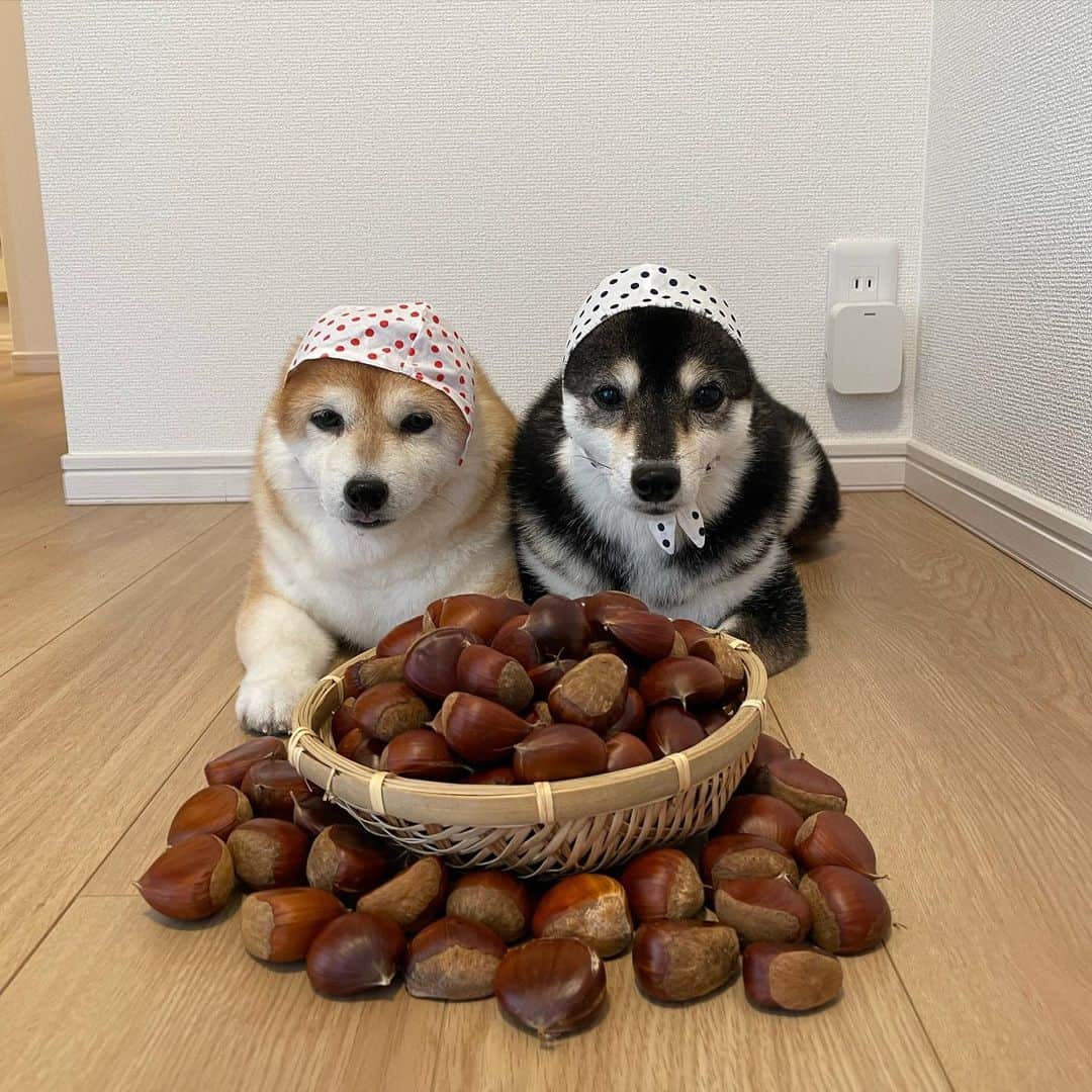 豆柴なつ&ふゆのインスタグラム