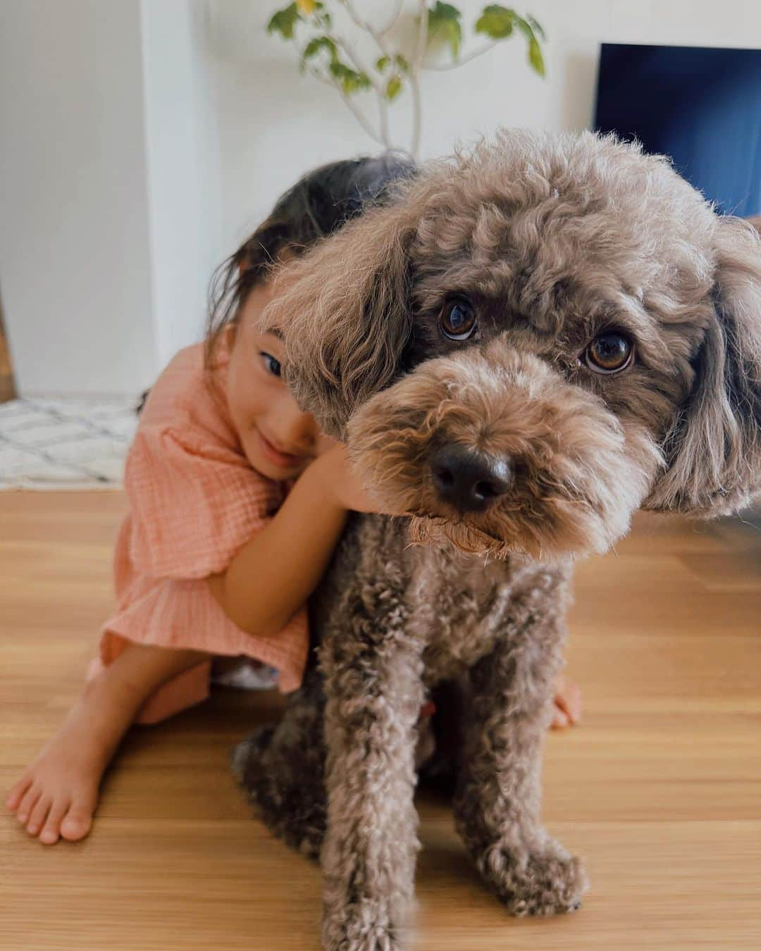 菊井彰子のインスタグラム：「【9/22】 ポンスケ5歳のお誕生日おめでとう🐶🎂🎊  とにかく元気で健康でいてほしい✨🥹  我が家に来てくれて本当にありがとう🙏  これからも全力であなたの人生を幸せにするからねぇ😋✨  #写真を振り返ってうるうる🥺　 #尊い #愛おしい #大好き #トイプードル男の子  #トイプードルブラウン」