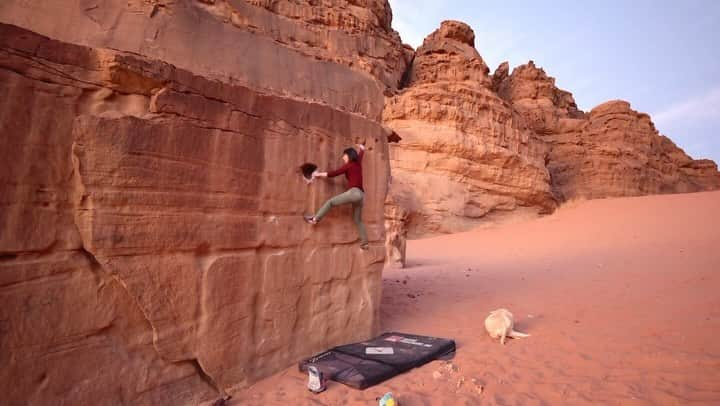 尾上彩のインスタグラム：「砂でサラサラの岩と砂漠に住む野良犬🏜🐶 ・ ・ ・ @patagoniajp @patagonia_climb #climbing #climblikeagirl #bouldering #クライミング #ボルダリング #Jordanclimbing #wadirumclimbing」