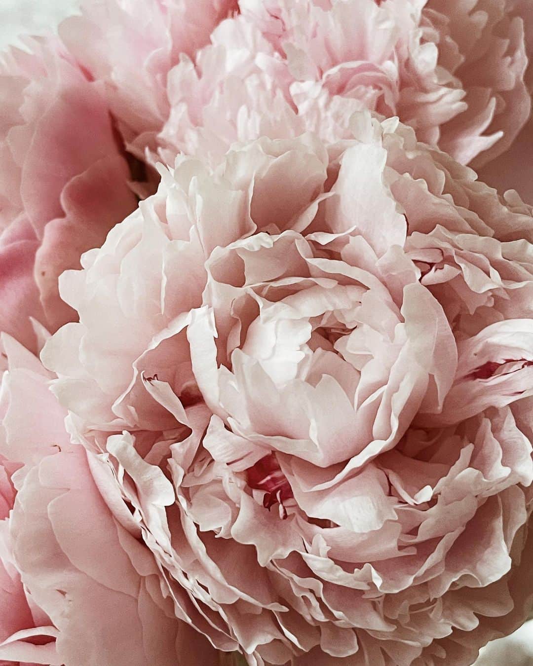 Yukicoさんのインスタグラム写真 - (YukicoInstagram)「🍃🌸🍃🌸🍃  ————————————————————— 見てくださる方にプラスになる投稿をしていきます 是非いいね♡フォロー♡ よろしくお願いいたします𓅟 私の写真の編集については フォトレッスンでレクチャーをしています —————————————————————  #flowers#flowerpower#flowerphotography#flowerporn#flowerslovers#flowerstagram#bouquet#bouquets#btsarmy#jiminpen#btsjimin #ジミンペン」9月22日 21時42分 - yukicolifecom