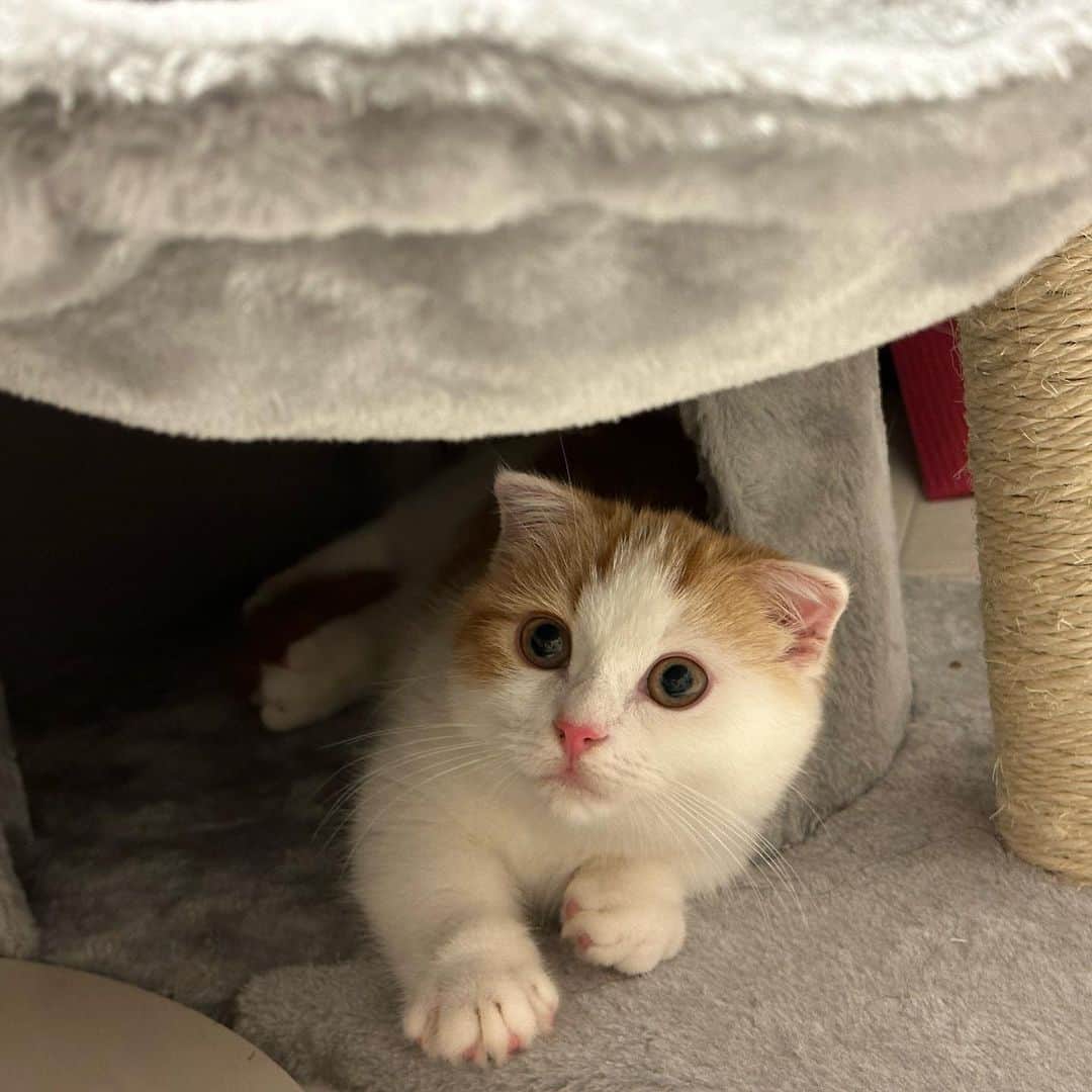 のインスタグラム：「どうしてそんなに可愛いの？！！！！！  #愛猫 #マンチカン #猫 #猫のいる暮らし」