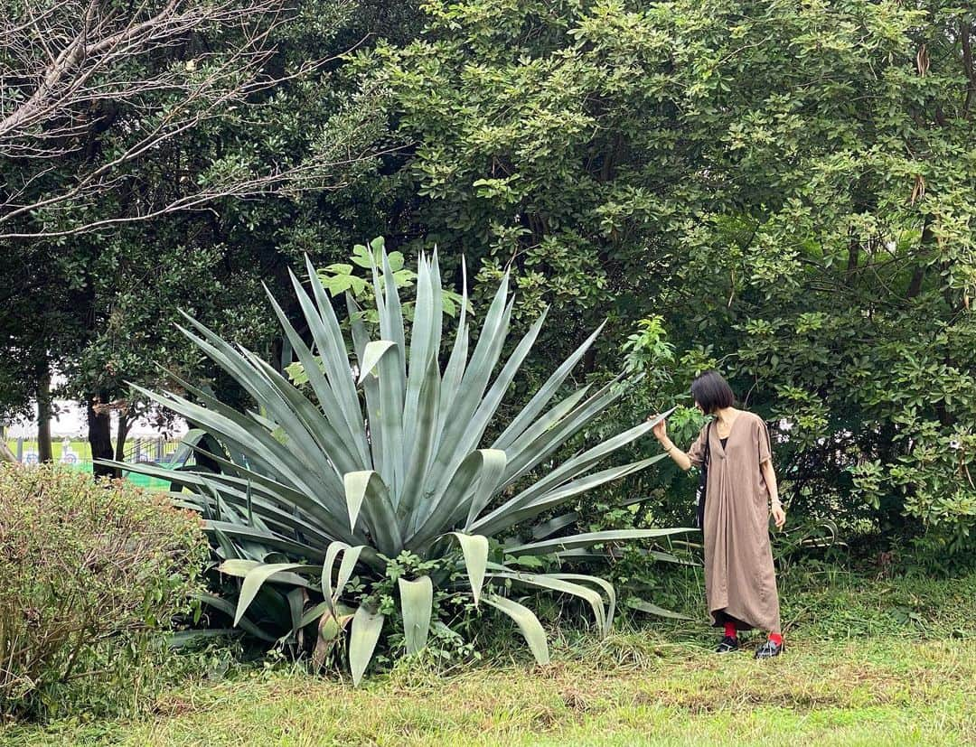 奥田恵梨華さんのインスタグラム写真 - (奥田恵梨華Instagram)「#アガベ #リュウゼツラン #agave」9月22日 21時54分 - erikaokuda_official