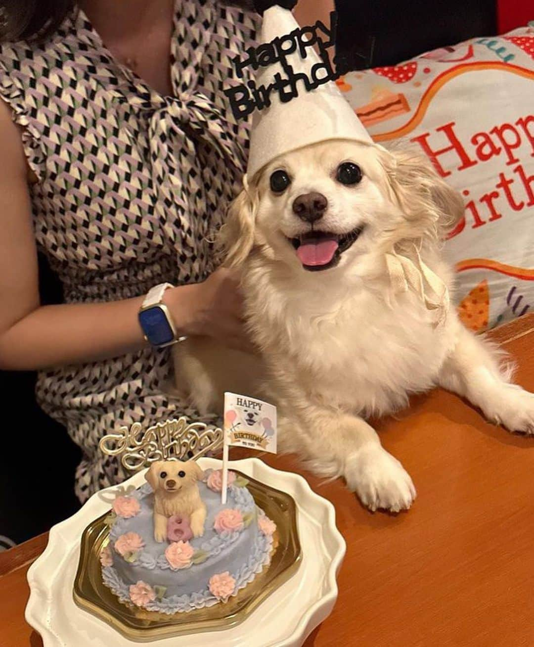 安藤まいさんのインスタグラム写真 - (安藤まいInstagram)「天才的なアイドル様🐶 私の大天使もち吉のお誕生日です🎂【2023.09.22】8歳になりました🐶💓💓💓  今年も可愛すぎる天才ケーキを 博多やきもん(@hakatayakimon )さんで作ってもらいました🤤💓💓💓 バタフライピーっていう天然ハーブでブルーに着色してあるんだよ💙 ケーキの中身はチキンハンバーグで もち吉大興奮🐶🐶🐶 いつももち連れて晩ご飯食べに行けてわんこご飯も手が込んでてほんとに全部美味しいからわんこ飼ってる人はぜひご飯食べに行ってほしい🥹  #福岡カフェ#福岡犬カフェ #チワックス#もち吉#チワックス倶楽部#チワックスタグラム#いぬすたぐらむ#いぬばか部#福岡わんこ#福岡チワックス#犬のいる暮らし#犬好きな人と繋がりたい#わんこなしでは生きていけません会#犬バカ部#犬バカ部チワックス#福岡犬民#犬好きな人と繋がりたい#犬好きな人とつながりたい#dogstagram#dog#doglife#chihuax#dogstagram」9月22日 22時04分 - mai_ando0407