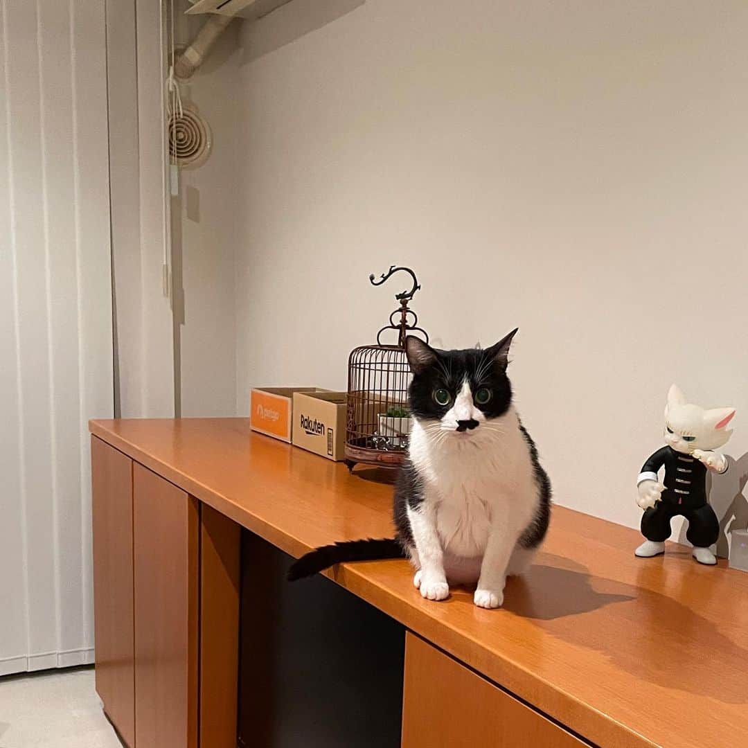 猫ラボのインスタグラム：「なんか丸い  （体重は変わってません）」