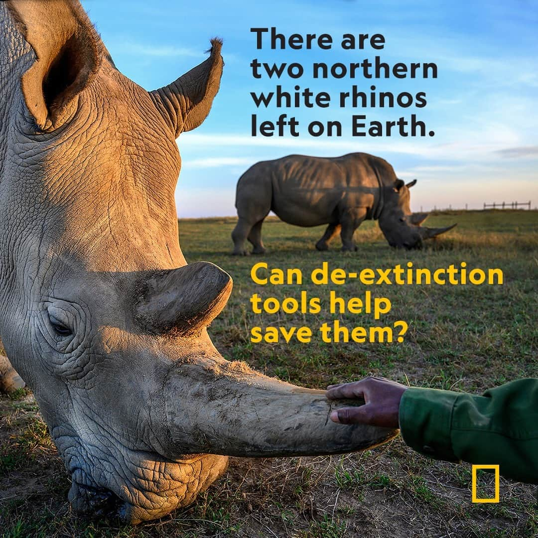 ナショナルジオグラフィックさんのインスタグラム写真 - (ナショナルジオグラフィックInstagram)「Northern white rhinos once roamed much of Africa, but widespread poaching and habitat loss has brought them to the razor's edge of extinction. Now, scientists are racing to save them by teaming up with a company known for attempting to resurrect the woolly mammoth. Learn more about the efforts—and the controversial approach—to save them at the link in bio. #WorldRhinoDay  Photograph by @amivitale」9月22日 22時00分 - natgeo