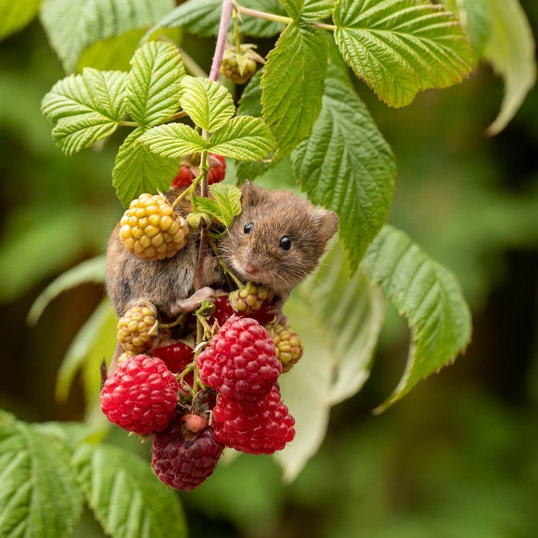 アニマルプラネットのインスタグラム：「Wishing you a berry happy Friday! 🍓  This bank vole has scored a sweet treat.  📷: Adrian Coleman   #animals #nature」