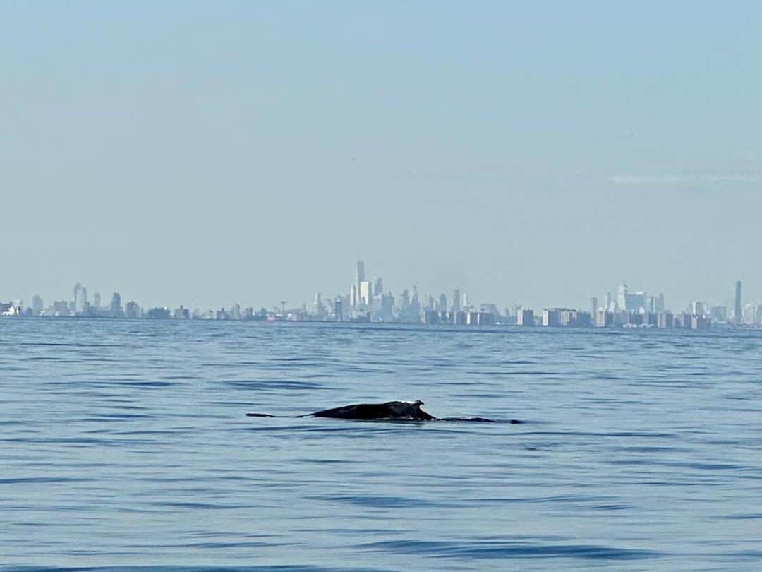 メーガン・ブーンさんのインスタグラム写真 - (メーガン・ブーンInstagram)「Whale watching off the coast of NYC with the @riverkeeper community whose work helps make all of this possible (give the second slide some time. It’ll be worth it) 🐋」9月22日 22時02分 - msmeganboone
