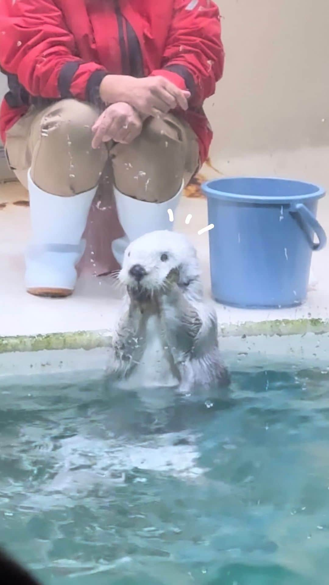 江嶋綾恵梨のインスタグラム：「念願の鳥羽水族館🦦🫧 仕事の合間に、遊びに行ってきたよ~  VLOG作りました☺︎見てね🐧  #鳥羽水族館 #鳥羽 #水族館 #ラッコ #ペンギン #aquapark  #三重 #三重観光 #三重旅行 #水族館好き #水族館巡り」