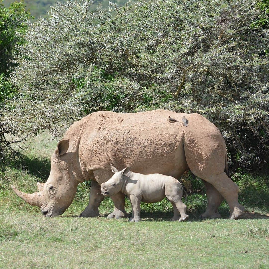 CIAさんのインスタグラム写真 - (CIAInstagram)「#DYK today is World Rhino Day? With only 27,000 rhinos remaining in the world, this day brings attention to the increasing rates of rhinoceros poaching and seeks ways to preserve this endangered species.  #FactbookFriday #WorldFactbook #Kenya」9月22日 22時14分 - cia