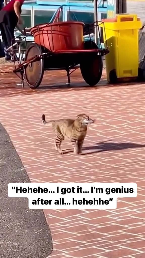 Cute Pets Dogs Catsのインスタグラム：「“Hehehe… I got it… I’m genius after all… hehehhe”  Credit: adorable candyph77 (tt) ** For all crediting issues and removals pls 𝐄𝐦𝐚𝐢𝐥 𝐮𝐬 ☺️  𝐍𝐨𝐭𝐞: we don’t own this video/pics, all rights go to their respective owners. If owner is not provided, tagged (meaning we couldn’t find who is the owner), 𝐩𝐥𝐬 𝐄𝐦𝐚𝐢𝐥 𝐮𝐬 with 𝐬𝐮𝐛𝐣𝐞𝐜𝐭 “𝐂𝐫𝐞𝐝𝐢𝐭 𝐈𝐬𝐬𝐮𝐞𝐬” and 𝐨𝐰𝐧𝐞𝐫 𝐰𝐢𝐥𝐥 𝐛𝐞 𝐭𝐚𝐠𝐠𝐞𝐝 𝐬𝐡𝐨𝐫𝐭𝐥𝐲 𝐚𝐟𝐭𝐞𝐫.  We have been building this community for over 6 years, but 𝐞𝐯𝐞𝐫𝐲 𝐫𝐞𝐩𝐨𝐫𝐭 𝐜𝐨𝐮𝐥𝐝 𝐠𝐞𝐭 𝐨𝐮𝐫 𝐩𝐚𝐠𝐞 𝐝𝐞𝐥𝐞𝐭𝐞𝐝, pls email us first. **  #sleepingkitty #instakitties #kittycuddles  #catladylife #catsareawesome」