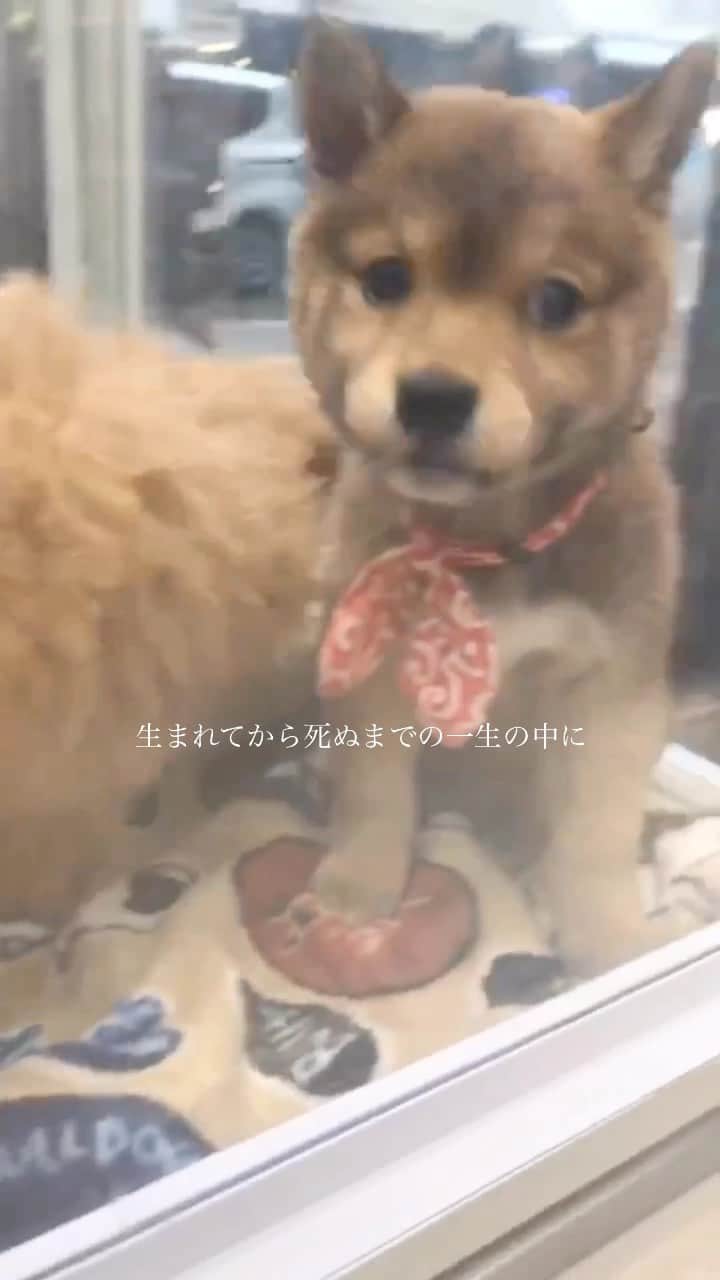 のインスタグラム：「. . この曲を聴くとパピーの頃の福と富を思い出す✨ もっとたくさん幸せな時間を過ごしたいな☺️  今日は珍しくリール🫶🏻 . .  #mylove #doglover  #dogstagram #dogs  #shiba #shibainu #shibalove #shibadog  #shibagram #shibamania #shibalife  #shiba_snap #柴犬 #豆柴 #多頭飼い #犬のいる暮らし #犬のいる生活  #doglover #dogstagram #shibaaaaainu #barked #9gag  #thedailyshibainu #시바견　#시바이누 #小狗  @shiba_snap @barked @everydoglover @9gag」