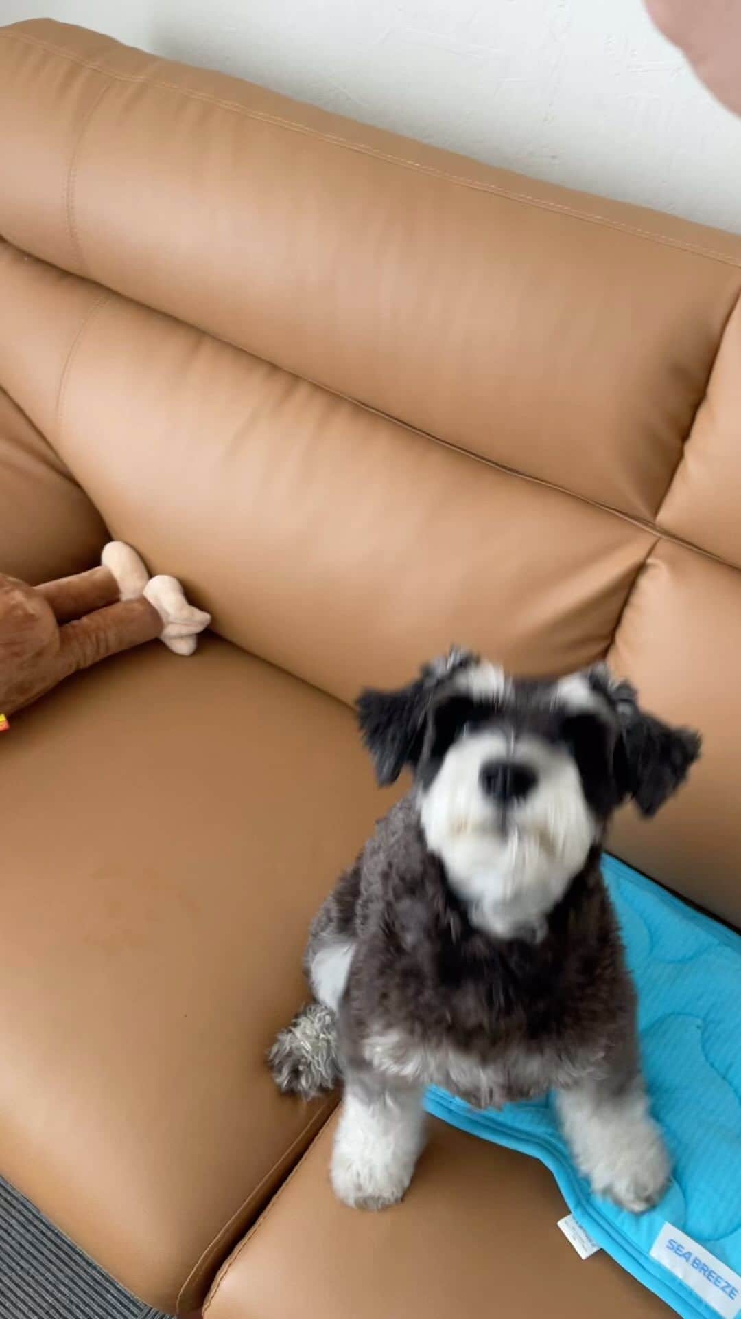 吉永啓之輔のインスタグラム：「うちの番犬です🐒  ラッド🐶」