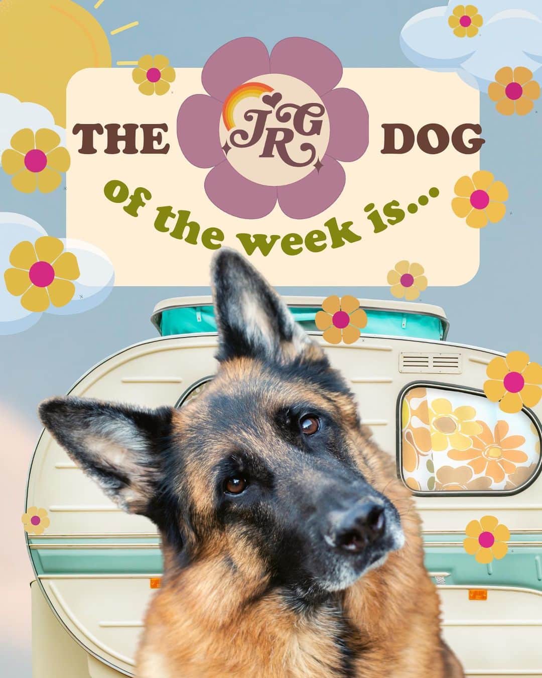 JessRonaGroomingのインスタグラム：「🎉The Dog of the Week is…🎉  The German Shepherd! Swipe to learn more about these beautiful brainiacs and comment who you want to see for next week’s DOTW 🐾✨  #germanshepherd #germanshepherds #germanshepherdpuppy #germanshepherdsofinstagram #shepherd #shepherds #shepherdsofinstagram #dogsofinstagram #dog #puppiesofinstagram #puppy #nickjonas #devpatel #sandrabullock #jafar #jessronagrooming」