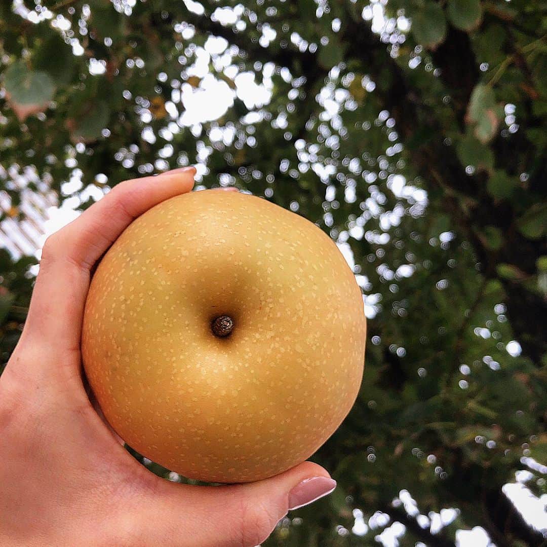 村山千代さんのインスタグラム写真 - (村山千代Instagram)「梨でおもてナシ🍐 美味しい新潟の梨が本日届きました。 仕事現場のみなさんにもお裾分け。 ペア写真も撮ってもらいましたよー！ pearだけに😉−☆  お取り寄せしたのは 樋口農園さんの『南水』。 シャキシャキで酸味ナシで甘〜い！ シャリ音動画も入れちゃいました🙇‍♀️  ちなみに梨の話ではナシですが 今日の仕事は、 とある企業様動画の新バージョンの撮影。 偶然にもジャケットとネックレスが 前回撮影時のものと完全に一致！🙄 「驚きだけど問題はナシ」とのことです🙆‍♀️笑  #新潟直送計画 #新潟直送計画で買ったよ #新潟直送計画アンバサダー #新潟 #梨 #和梨 #お取り寄せ」9月22日 23時01分 - chiyocolate420