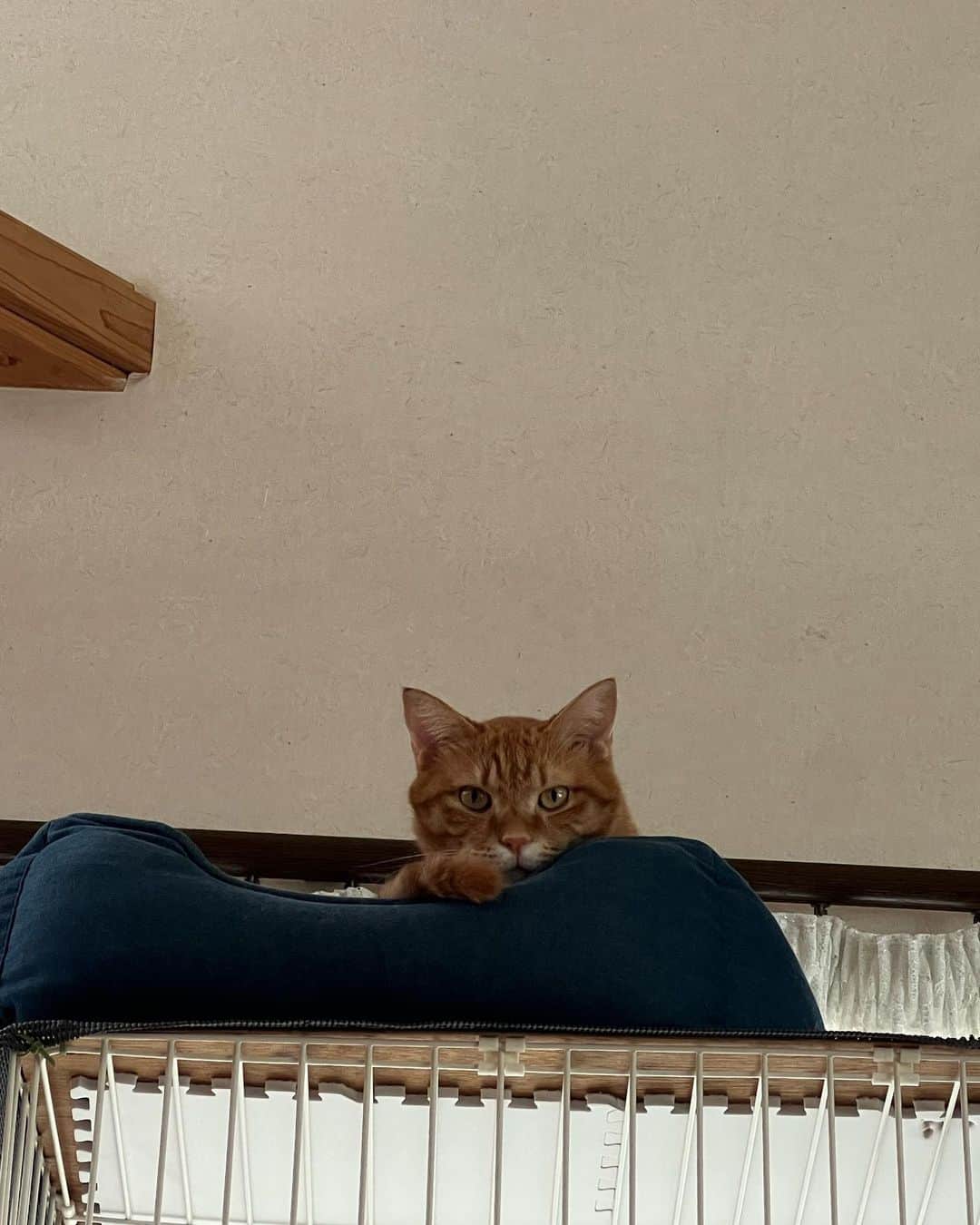 佐伯珠音のインスタグラム：「うちの猫シャケ🐈」